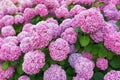 Hydrangea flowers Hydrangea macrophylla in the garden Royalty Free Stock Photo