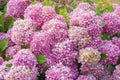 Hydrangea flowers Hydrangea macrophylla in garden. Floral background Royalty Free Stock Photo