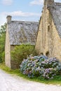 Hydrangea flowers near typical old breton houses Royalty Free Stock Photo