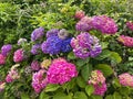 Hydrangea Flowers