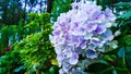 hydrangea flowers or pancawarna Royalty Free Stock Photo