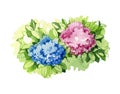 Hydrangea flowers pink and blue. Watercolor illustration. Garden lush flower with green leaves. Bright blooming