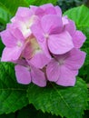 Nature. Plants. Hydrangea