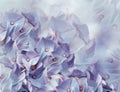 Hydrangea flowers. purple and blue background. floral collage. flower composition. Close-up. Royalty Free Stock Photo