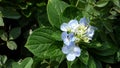 Hydrangea flowers at Sa dec town, Thap, Vietnam