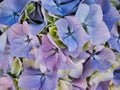 Hydrangea Flowers, Subtle Blue, Purple and Yellow Petals Royalty Free Stock Photo