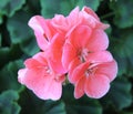 Hydrangea flowers