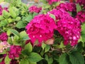 Hydrangea flowers up close garden England UK