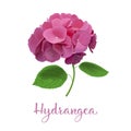 Hydrangea flowers. Vector highly detailed realistic illustration. isolated. Hortensia flower. Can be used as wedding