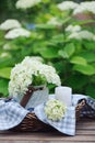 Hydrangea flowers in vintage jar with candle and blue tablecloth in summer garden Royalty Free Stock Photo