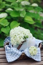 Hydrangea flowers in vintage jar with candle and blue tablecloth in summer garden Royalty Free Stock Photo