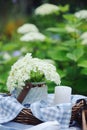 Hydrangea flowers in vintage jar with candle and blue tablecloth in summer garden Royalty Free Stock Photo