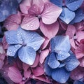 Hydrangea flowers with water drops closeup backgrounds