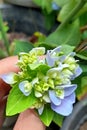 Hydrangea flowers that will bloom very beautifully blue have the meaning of expressing gratitude and sincere feelings for someone