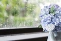 Hydrangea flowers in zinc watering can in rainy day