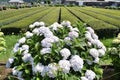 Hydrangea in full blooming rural area Royalty Free Stock Photo