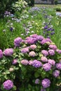 Hydrangea in full blooming rural area Royalty Free Stock Photo