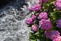 Hydrangea in full blooming rural area Royalty Free Stock Photo