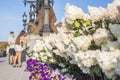 Hydrangea in the garden in a flowerbed under the open sky. Lush delightful huge inflorescence of white and pink hydrangeas in the