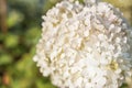 Hydrangea in the garden in a flowerbed under the open sky. Lush delightful huge inflorescence of white and pink hydrangeas in the