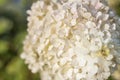 Hydrangea in the garden in a flowerbed under the open sky. Lush delightful huge inflorescence of white and pink hydrangeas in the