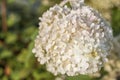 Hydrangea in the garden in a flowerbed under the open sky. Lush delightful huge inflorescence of white and pink hydrangeas in the