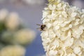 Hydrangea in the garden in a flowerbed under the open sky. Lush delightful huge inflorescence of white and pink hydrangeas in the