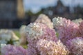 Hydrangea in the garden in a flowerbed under the open sky. Lush delightful huge inflorescence of white and pink hydrangeas in the