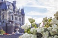 Hydrangea in the garden in a flowerbed under the open sky. Lush delightful huge inflorescence of white and pink hydrangeas in the