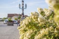 Hydrangea in the garden in a flowerbed under the open sky. Lush delightful huge inflorescence of white and pink hydrangeas in the