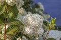 Hydrangea in the garden in a flowerbed under the open sky. Lush delightful huge inflorescence of white and pink hydrangeas in the