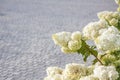 Hydrangea in the garden in a flowerbed under the open sky. Lush delightful huge inflorescence of white and pink hydrangeas in the