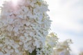 Hydrangea in the garden in a flowerbed under the open sky. Lush delightful huge inflorescence of white and pink hydrangeas in the