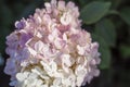 Hydrangea in the garden in a flowerbed under the open sky. Lush delightful huge inflorescence of white and pink hydrangeas in the