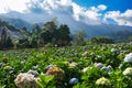 Hydrangea garden in the morning at Doi Inthanon, Chiang Mai, Thailand