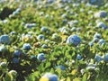 hydrangea garden and park bueaty side nature Royalty Free Stock Photo