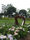hydrangea garden in Selecta Indonesia