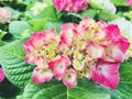 Hydrangea. The gradient reddish-pink hydrangeas buds. Royalty Free Stock Photo