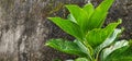 Hydrangea green leaves