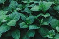 Hydrangea green leaves with raindrops