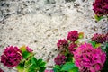 Hydrangea on a grey wall background. Postcard with hydrangeas.