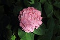 Hydrangea at Hase temple Royalty Free Stock Photo