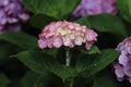 Hydrangea at Hase temple Royalty Free Stock Photo