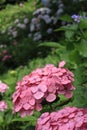 Hydrangea at Hase temple Royalty Free Stock Photo