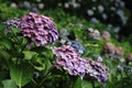 Hydrangea at Hase temple Royalty Free Stock Photo