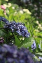 Hydrangea at Hase temple Royalty Free Stock Photo
