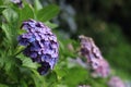Hydrangea at Hase temple Royalty Free Stock Photo
