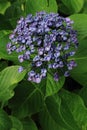 Hydrangea at Hase temple Royalty Free Stock Photo