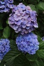 Hydrangea at Hase temple Royalty Free Stock Photo