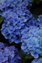 Hydrangea at Hase temple Royalty Free Stock Photo